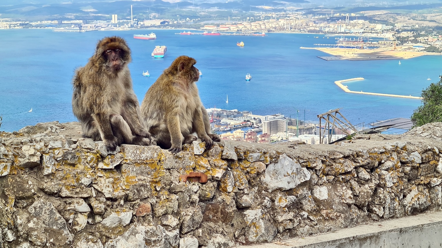 Diese Urbewohner wirken recht entspannt